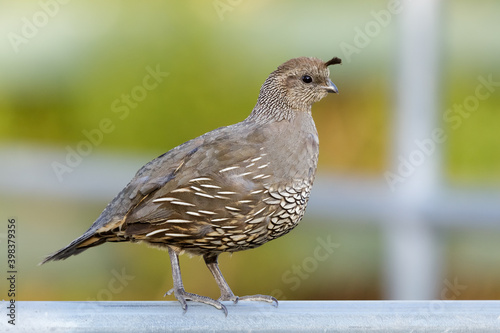 California Quail female or immature perched on metal railing. Santa Clara County, California, USA. photo