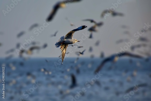 Seagulls flying on the beach. selected focus