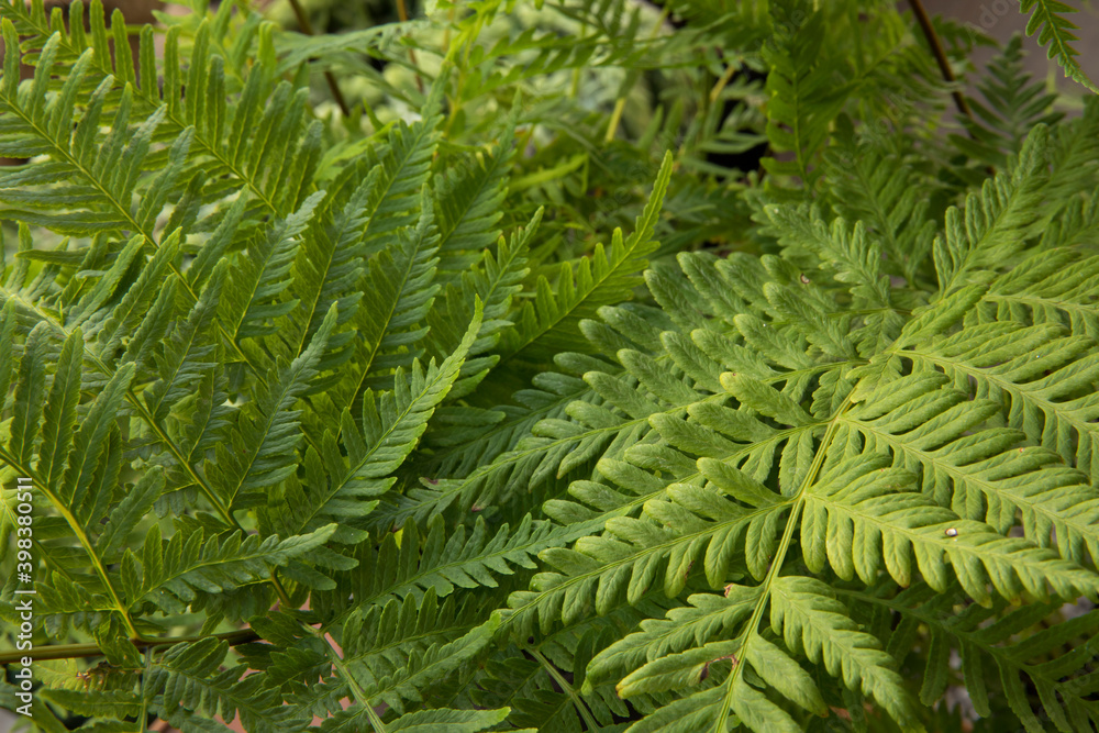 Exotic flora. Natural texture and pattern. Closeup view of Pteris tremula, also known as Australian brake fern, beautiful green fronds and foliage.