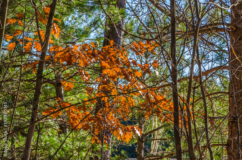 Colorful trees Colorful trees