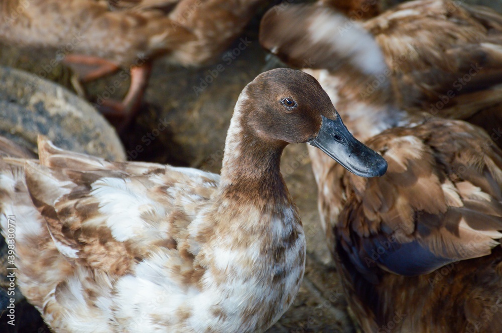 duck in country farm