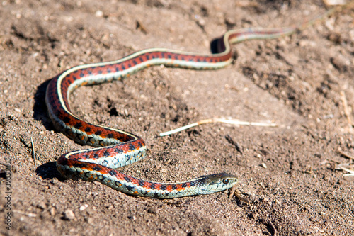 California Red-Sided Garter snake in sand found on Northern California Coast