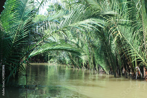 mangrove palm  palm  or nipa palm