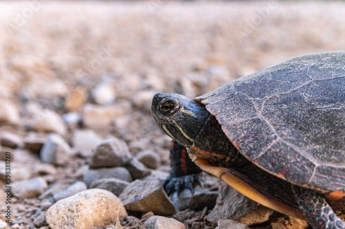 turtle on a rock