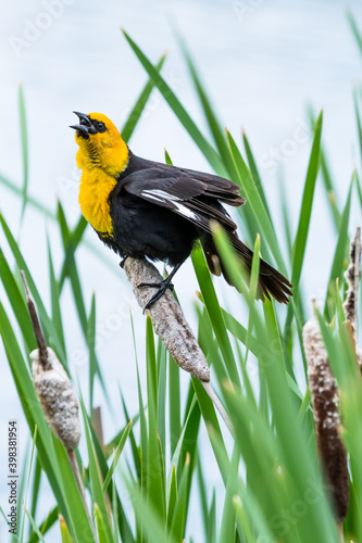 Yellow-headed Blackbird (Xanthocephalus xanthocephalus) perched on a cattail in a wetland portrait photo