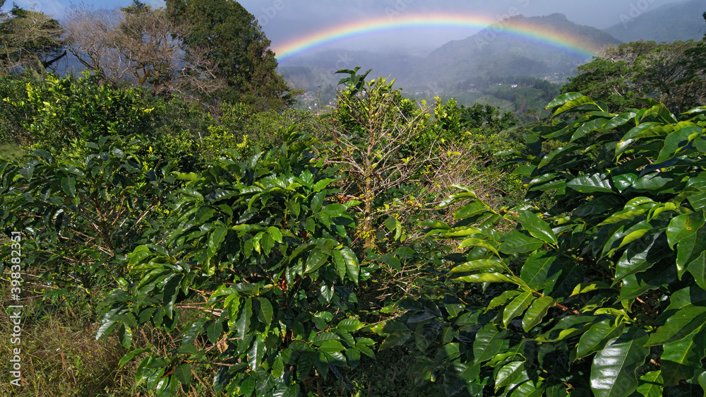 Coffee llants with berries and a vibrant rainbow in Boquete, Panama (Central America). Boquete is known internationally for its quality coffee production. Coffee llants with berries and a vibrant rainbow in Boquete, Panama (Central America). Boquete is known internationally for its quality coffee production.