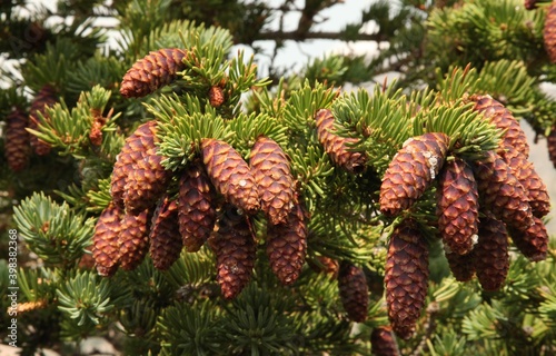 Photography Engelmann Spruce (Picea engelmannii) cones on a tree in Beartooth Mountains, Mon