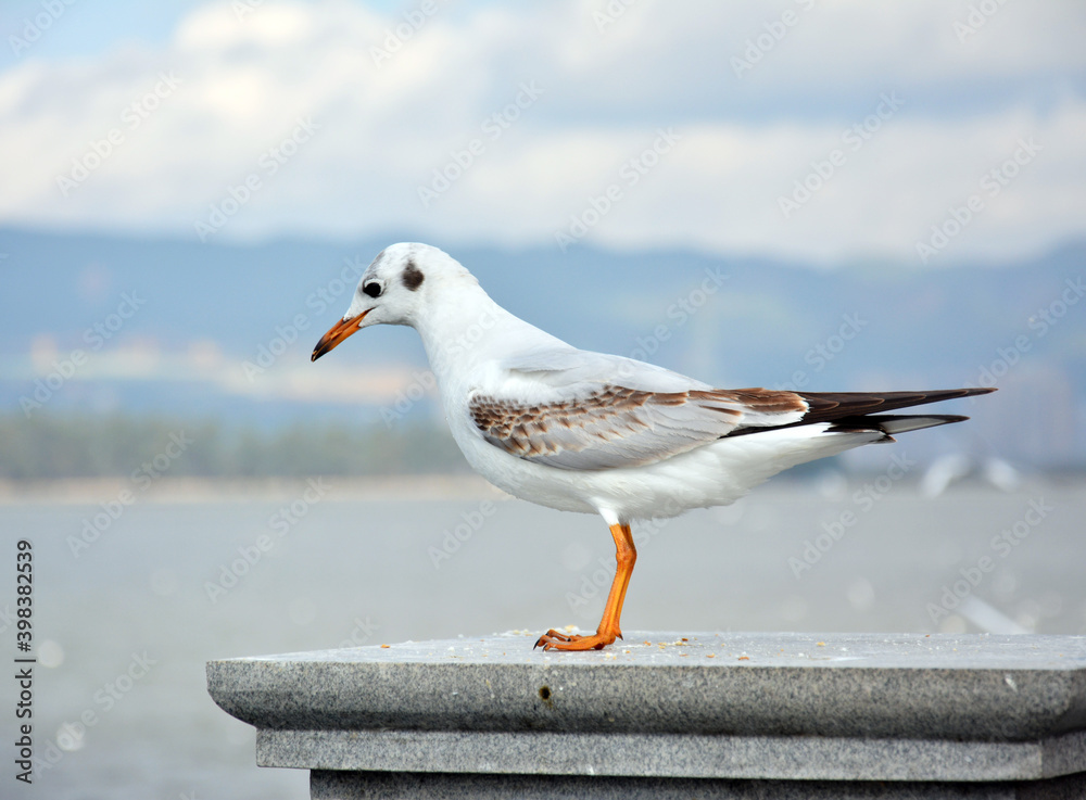 One White Larus ridibundus looking at the lake standing on the platform One White Larus ridibundus looking at the lake standing on the platform