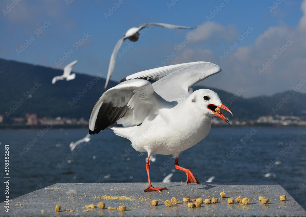Fototapeta premium a Larus ridibundus with fodder in its mouth try to fly away the platform in sunny day