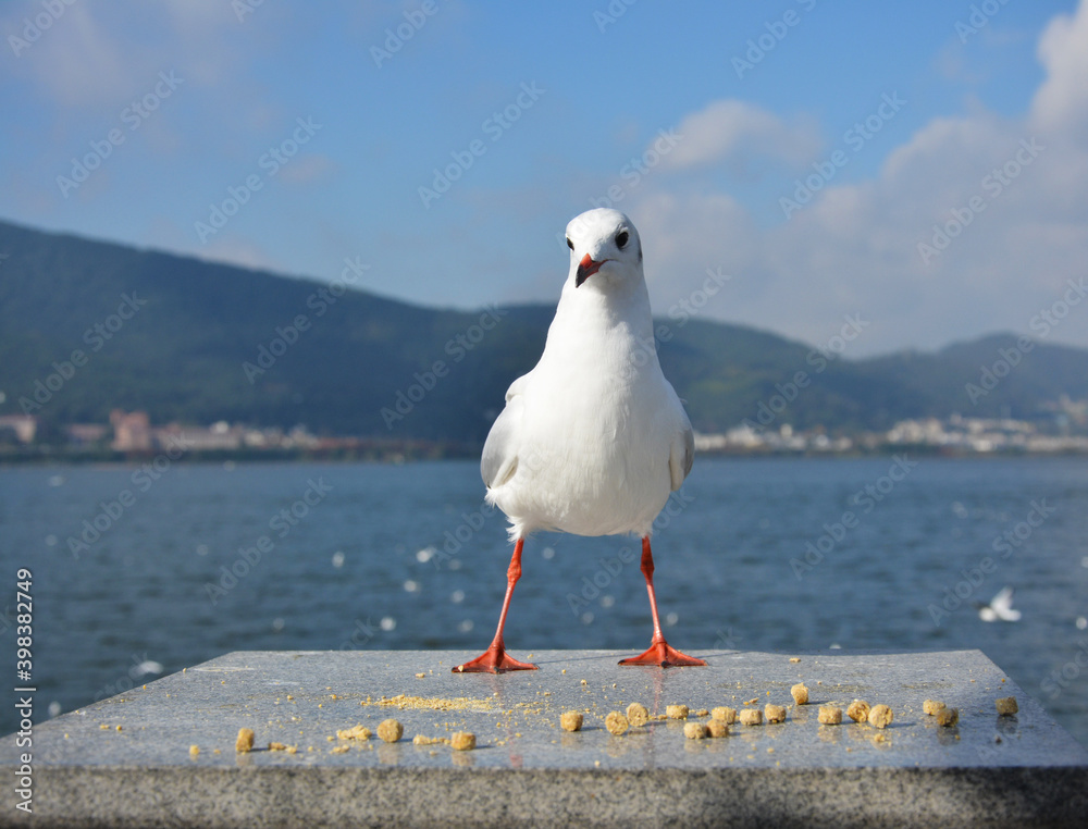 one white Larus ridibundus standing on the platform in sunny morning