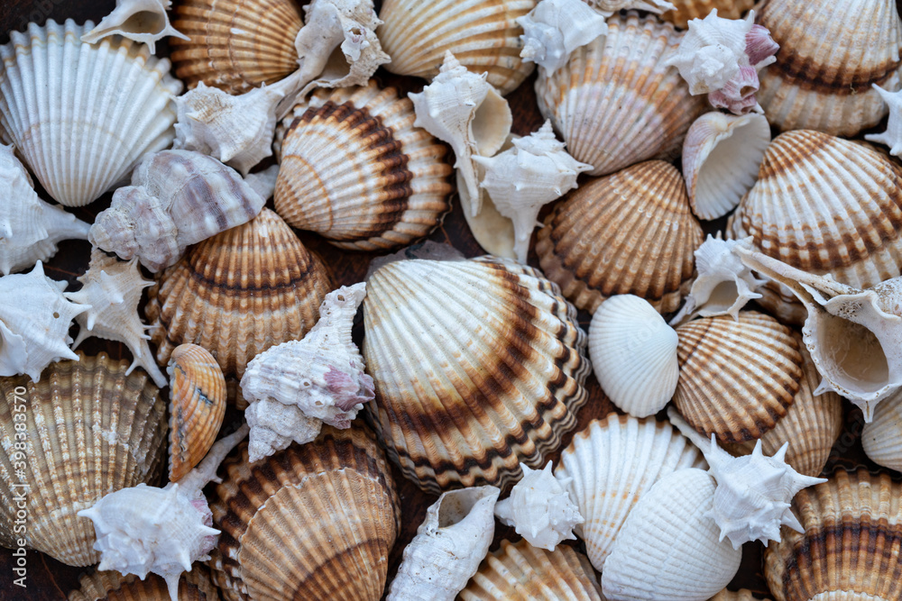 seashells obackground