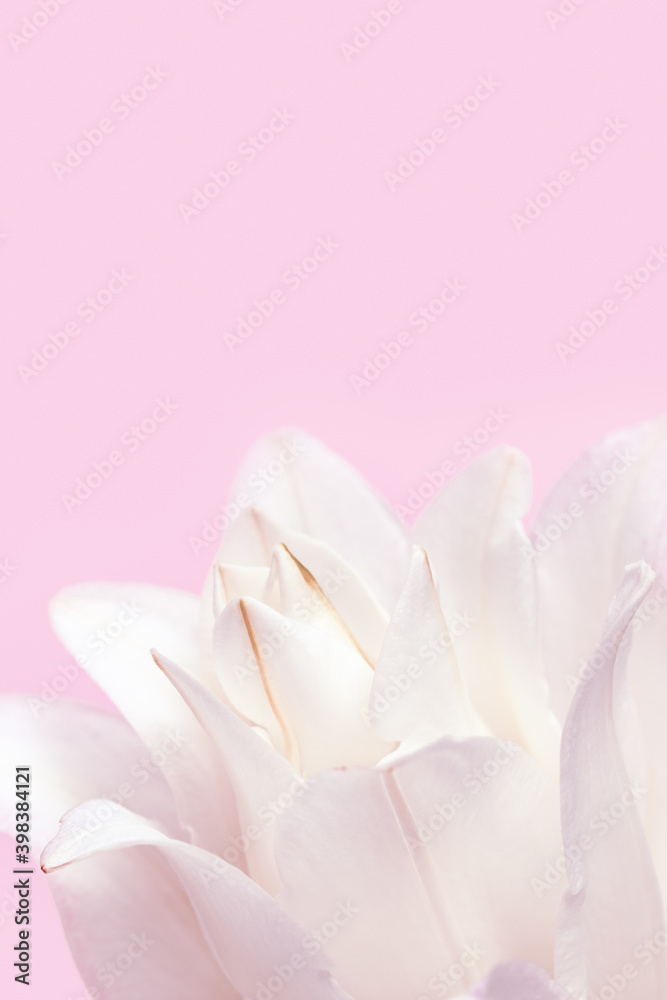 Blossoming delicate petals of peony lily, white blooming lilies flower on pink