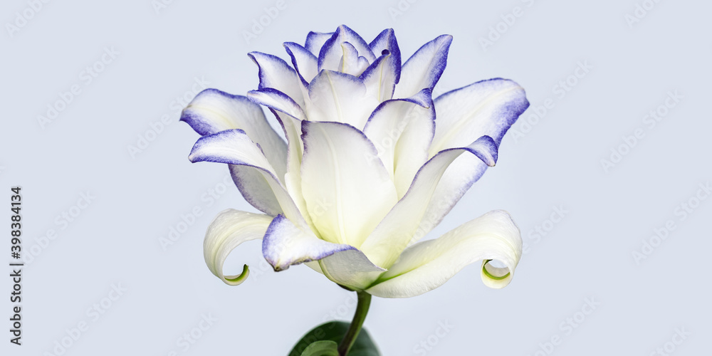 Beautiful floral background with white purple peony lily. Flower petals close up with purple border.