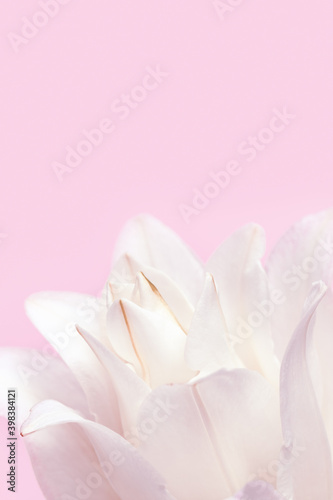 Blossoming delicate petals of peony lily, white blooming lilies flower on pink