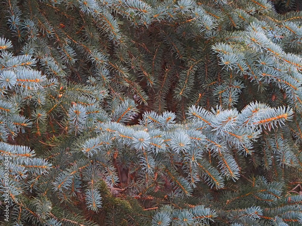 Branches of blue spruce with needles in the sunset light. The blue spruce, Colorado spruce, or Colorado blue spruce, with the Latin name Picea pungens.