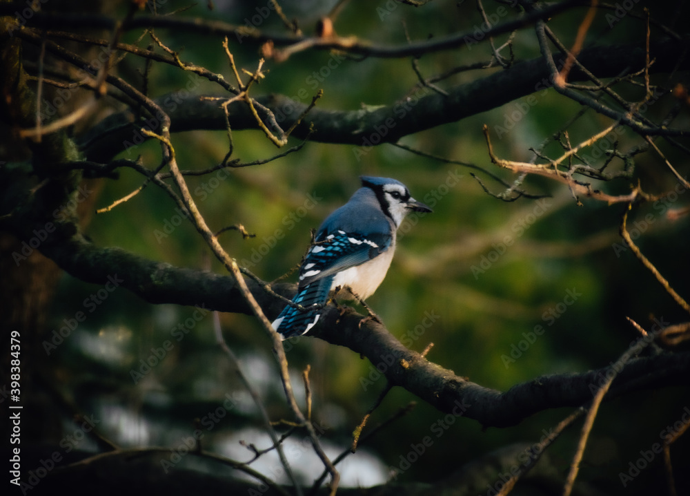 Fototapeta premium blue jay on a branch