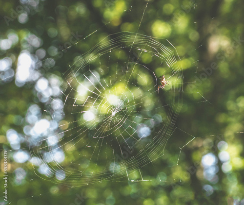 spider web in the morning