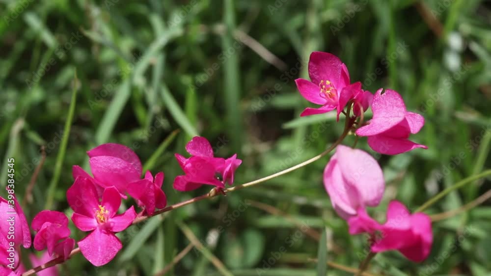 Blossom pink mexican creeper or chain of love with swarm of bees drinking nectar outdoor background Blossom pink mexican creeper or chain of love with swarm of bees drinking nectar outdoor background