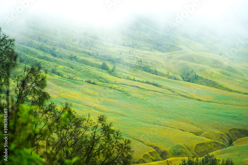 Green grass field with cloud in the morning. Landscape view of Bromo Savannah