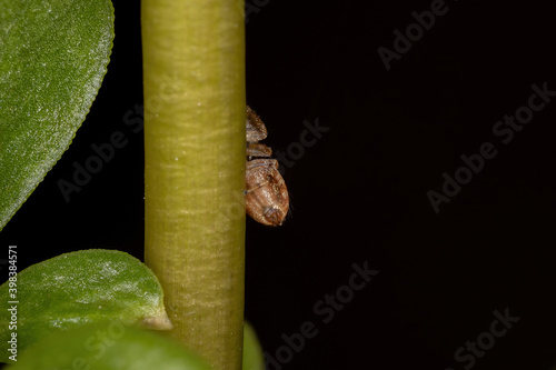 Small orange jumping spider photo