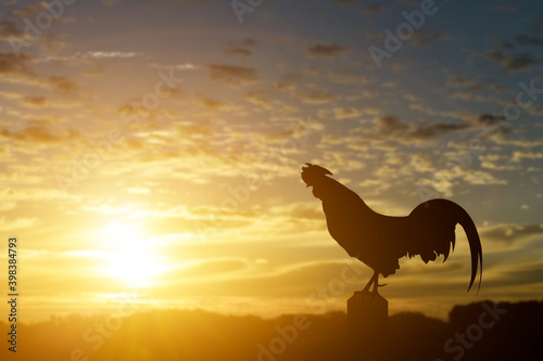Silhouette of a rooster crow in the morning sunrise background.