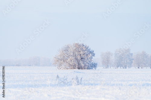 Beautiful snow covered tree on the winter field. Winter landscape. Beautiful winter nature.