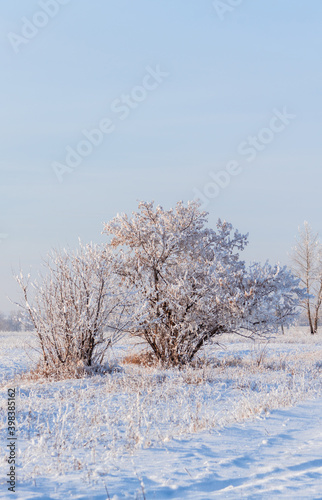 Beautiful snow covered tree on the winter field. Winter landscape. Beautiful winter nature.