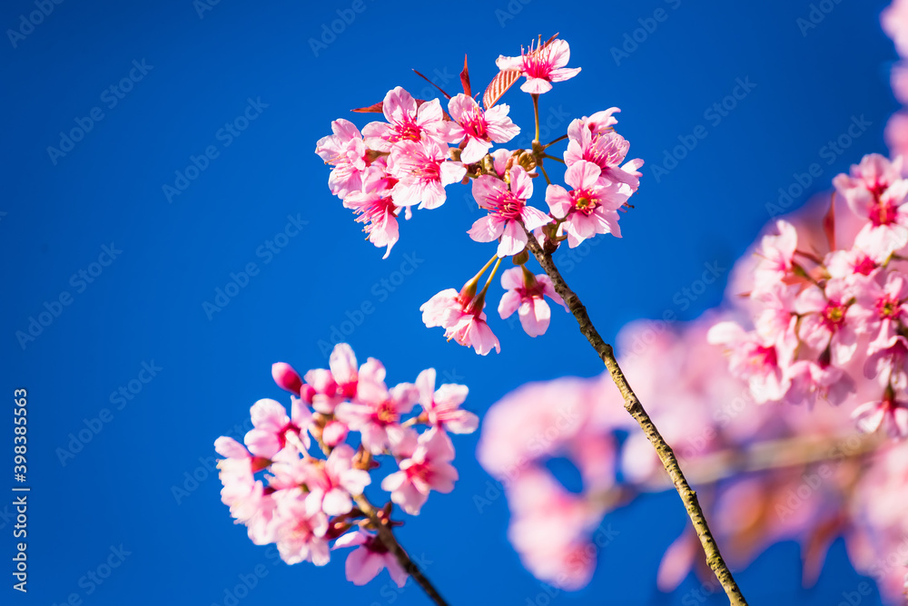 Beatiful Cherry blossoms pink sakura cherry tree flowers against blue sky background Beatiful Cherry blossoms pink sakura cherry tree flowers against blue sky background