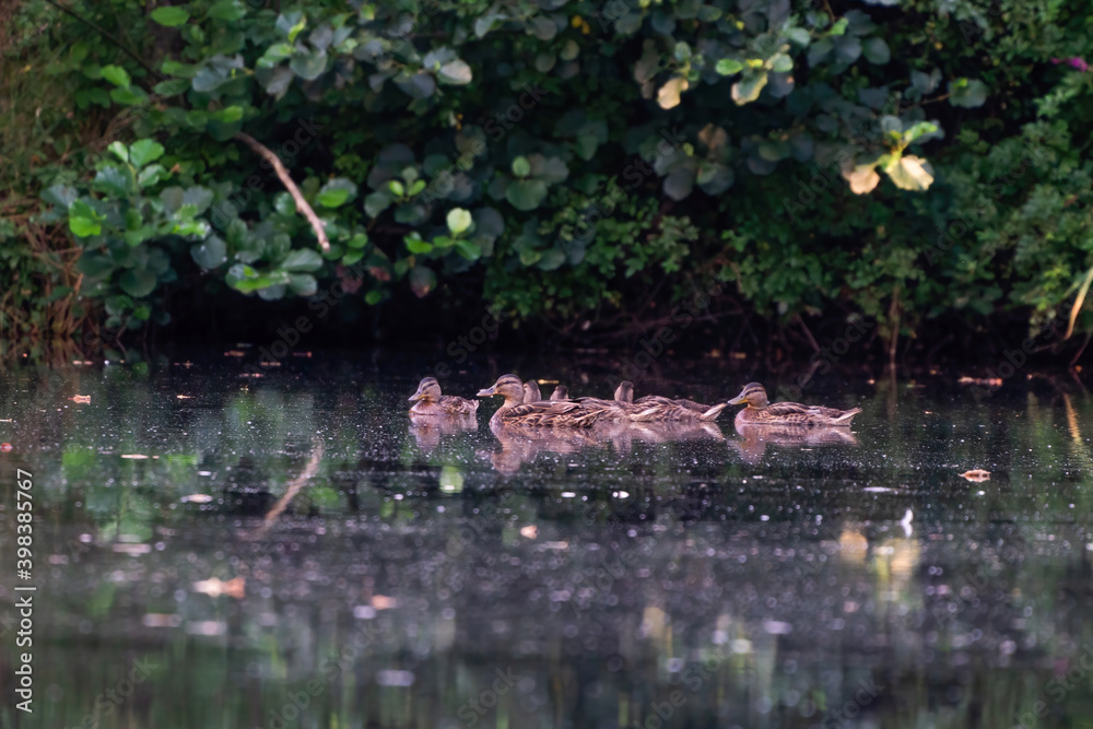 Mallard woman with little ducklings in a river at sunrise. A brood in a colorful natural environment Mallard woman with little ducklings in a river at sunrise. A brood in a colorful natural environment