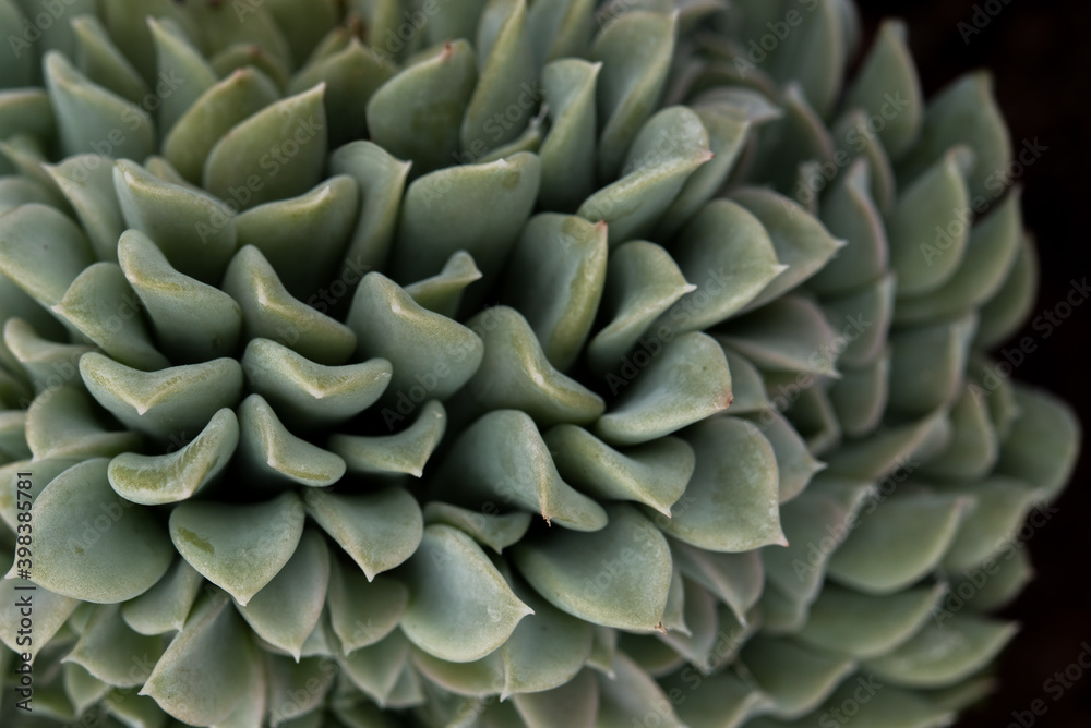 Succulent in macro closeup Succulent in macro closeup