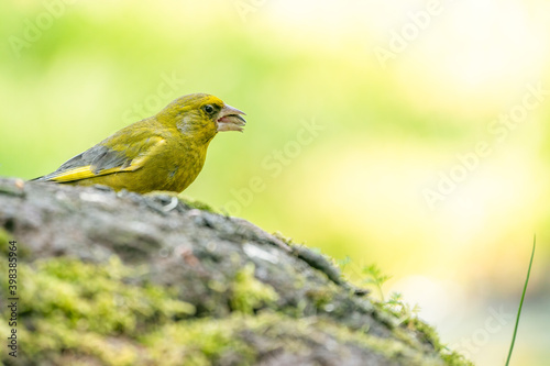 A very detailed greenfinch sitting on a stone chewing a seed. In side view. Against a blurred background © Dasya - Dasya