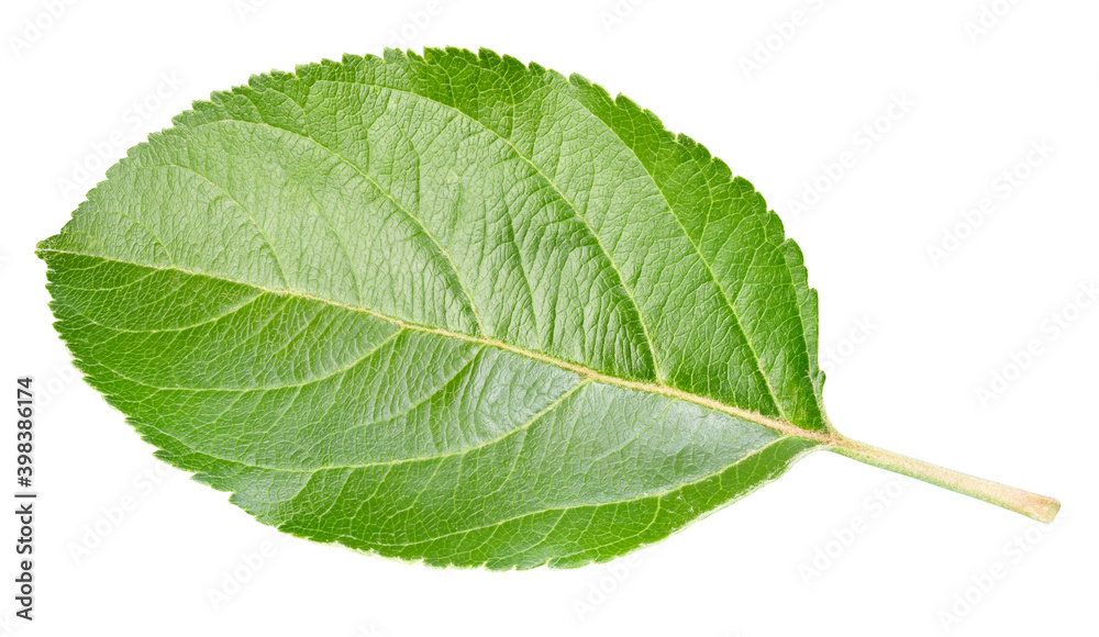 Obraz premium Apple leaf isolated on a white background
