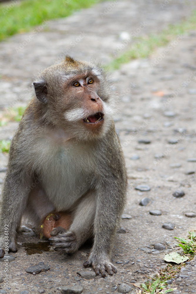 A monkey was looking food at outdoor in the temple area, Bali Indonesia