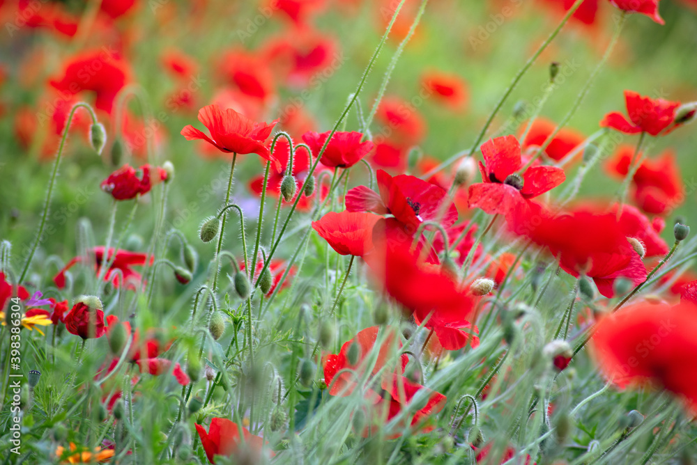 Fototapeta premium lots of red poppies in a clearing close up on a warm summer day