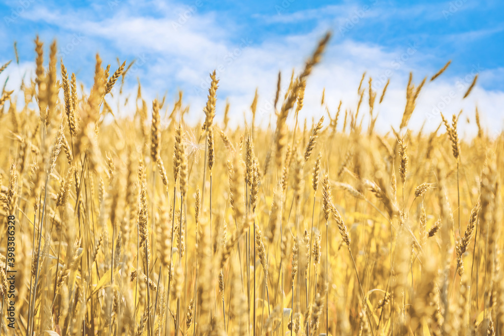 ears of ripe yellow wheat close-up, selective focus ears of ripe yellow wheat close-up, selective focus