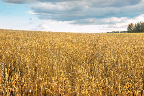 glade with ripe yellow wheat with overcast sky and clouds