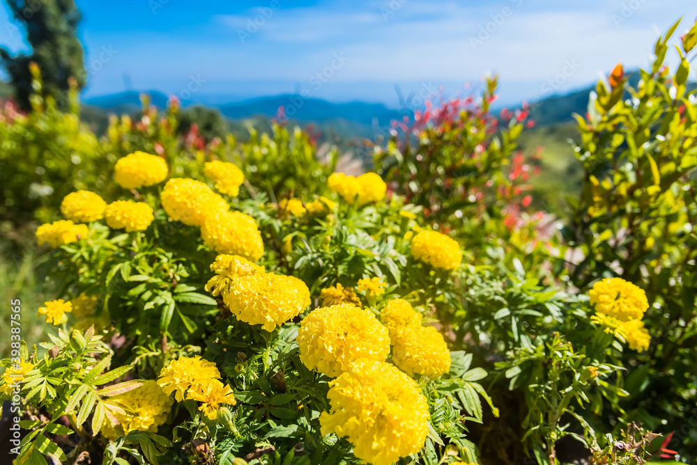 Fototapeta premium Yellow Tree Marigold or Maxican Sunflower and green leaves.