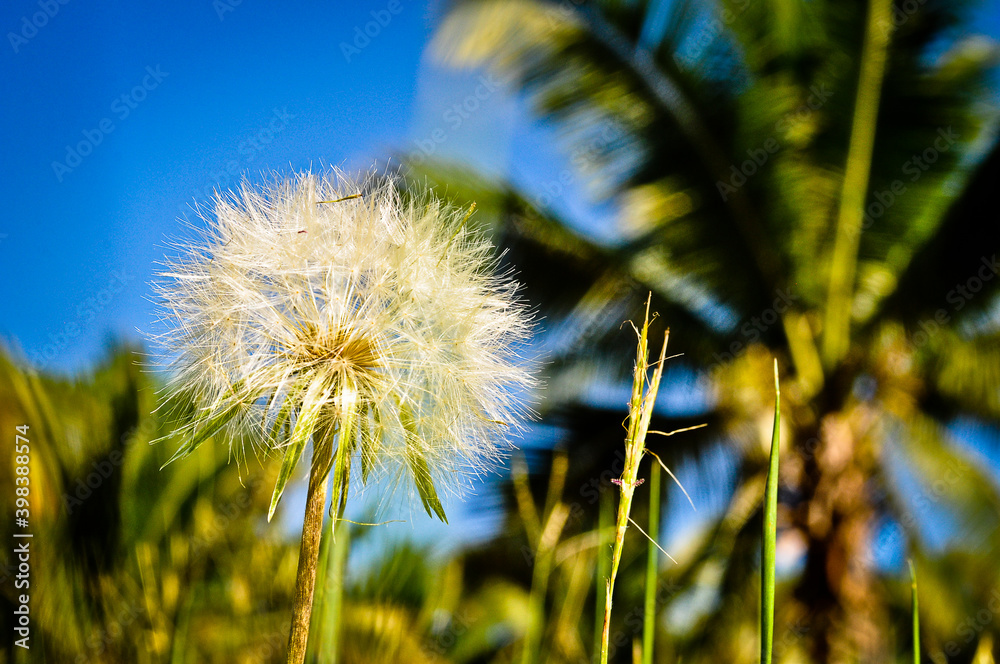 Naklejka premium Diente de león en la playa