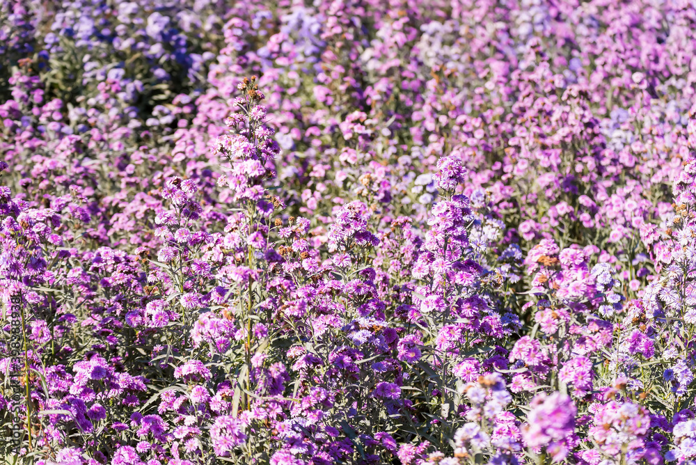 Violet and pink margaret flowers blooming in garden. Close-up beautiful and fresh margaret flowers in natural light. Selective focused Violet and pink margaret flowers blooming in garden. Close-up beautiful and fresh margaret flowers in natural light. Selective focused