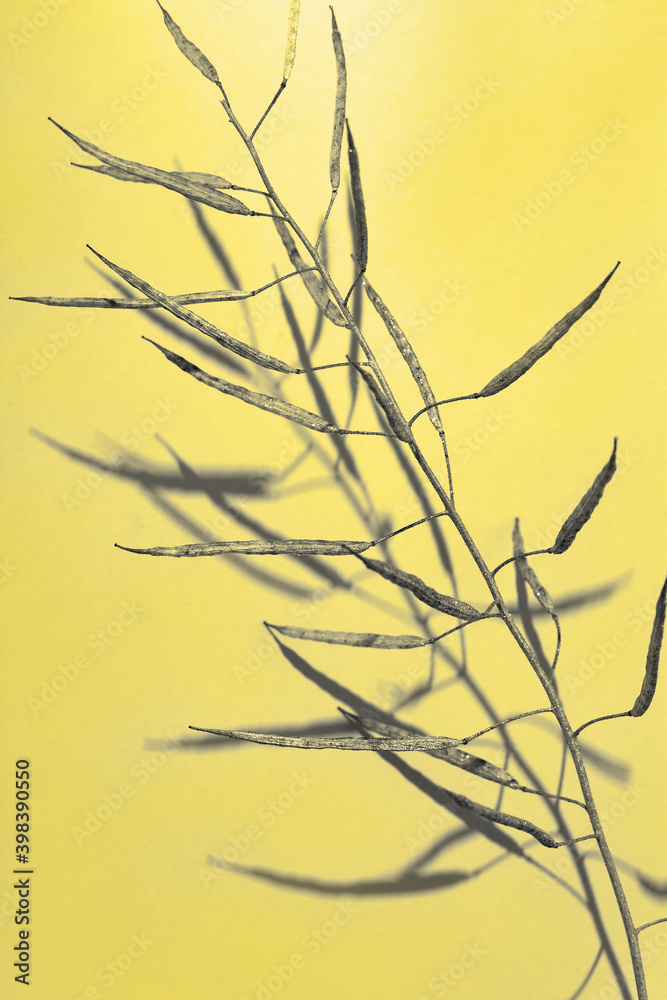 Fototapeta premium Creative painted herbarium grass. Autumn season concept. Decoration plant on trend color of 2021 year, yellow and grey illuminated background