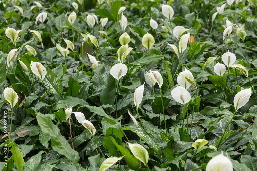 Peace lilies (Spathiphyllum) growing by the side of Hoan Kiem lake in Hanoi, Vietnam Peace lilies (Spathiphyllum) growing by the side of Hoan Kiem lake in Hanoi, Vietnam