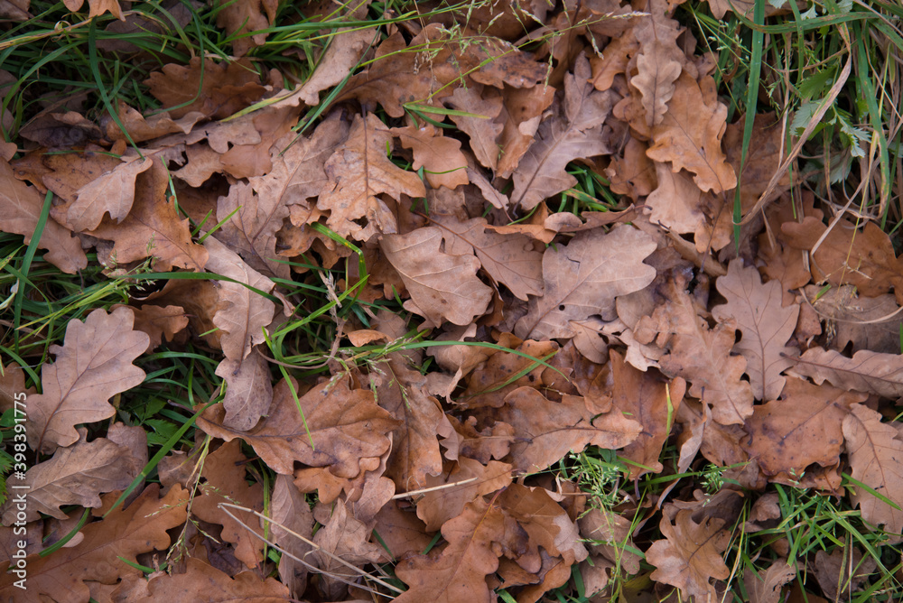 Various autumn leaves. Leaves from different trees. Leaves of different colors Various autumn leaves. Leaves from different trees. Leaves of different colors