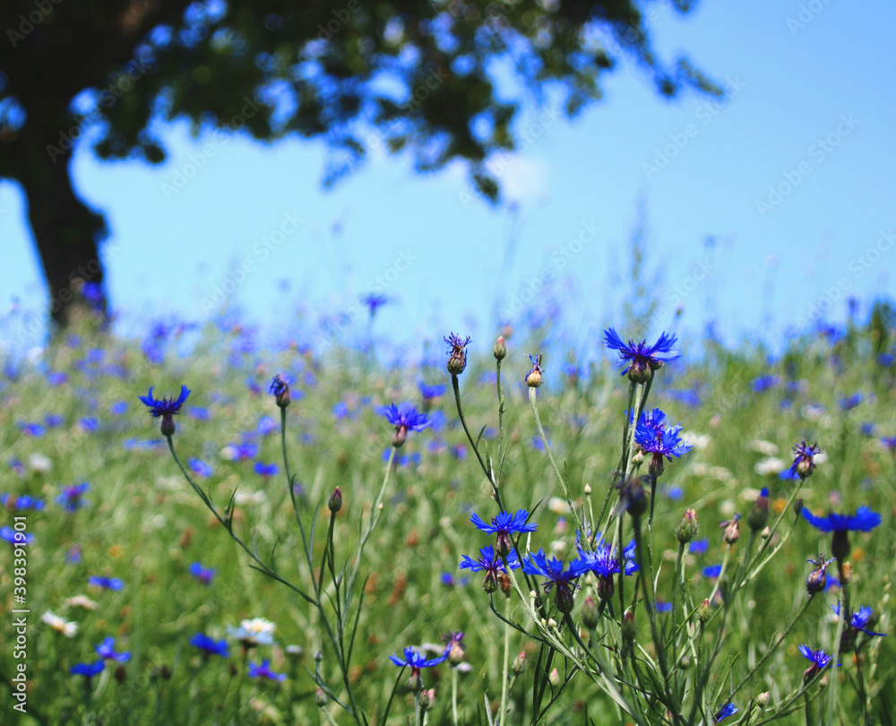 kornblumenfeld insrktennahrung