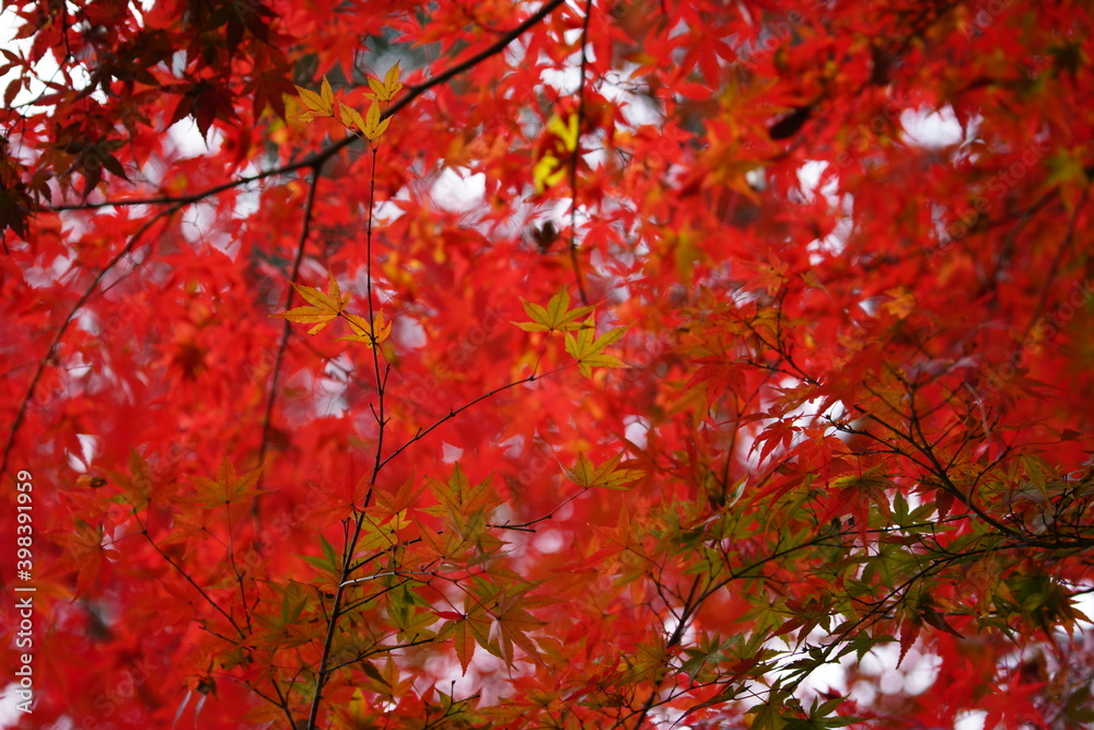 東京の紅葉