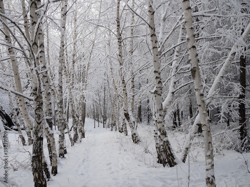 Beautiful Birch Grove with covered snow branches