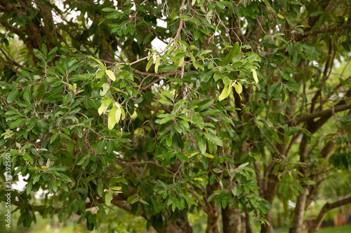 Foliage of the plant oiti