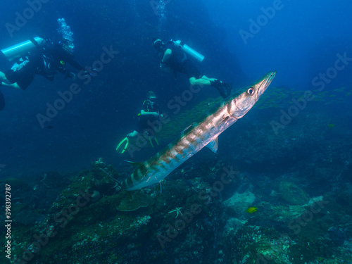 A huge Pickhandle barracuda and divers (Richelieu Rock, Thailand) © Mayumi.K.Photography