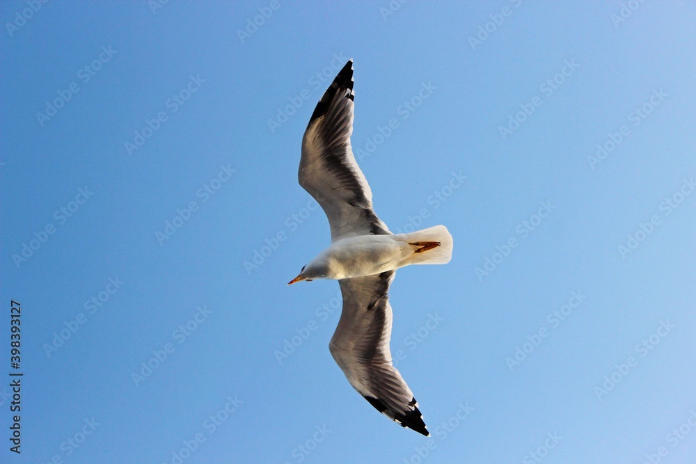 Obraz premium Seagull bird flies in the blue sky. Bottom view.