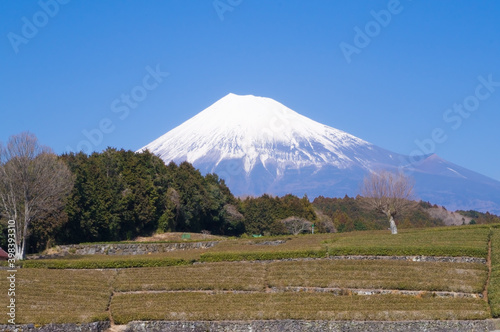 茶畑と富士山 © Kazu8