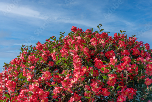 제주도 위미리 동백나무 꽃, Camellia flower
